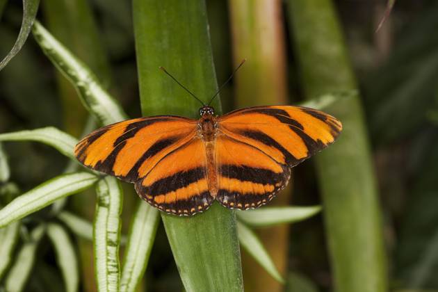Eueides Schmetterling, eueides isabella Copyright: imageBROKER/G.xLacz ibllag05285894