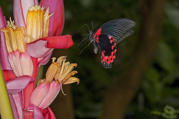 Scharlachroter Mormonenfalter, papilio rumanzovia, Erwachsene Sammlung auf Blüte Copyright: imageBROKER/G.xLacz ibllag05285896