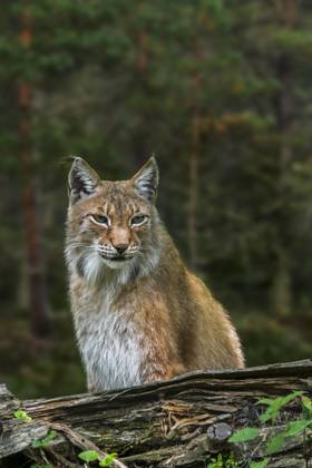 Ostsibirischer Luchs (Lynx lynx wrangeli) (Lynx lynx cervaria) im Wald, Unterart des Eurasischen Luchses, beheimatet im russischen Fernen Osten Copyright: imageBROKER/alimdix/xArterra ibltsm09367971