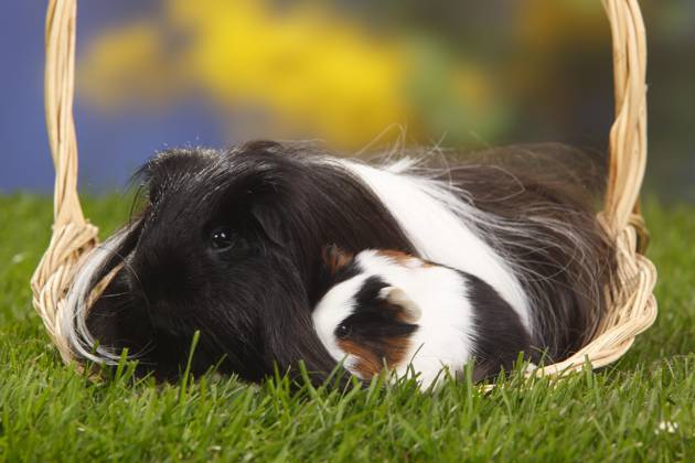 Sheltie-Meerschweinchen, schwarz-weiß, und Jungtier, Schildpatt mit weiß, Peruanisches Seidentier Copyright: imageBROKER/P.xWegner iblwep05534811