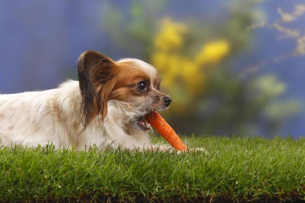 Papillon, Schmetterlingshündchen, Kontinentaler Zwergspaniel, Möhre, Karotte, seitlich Copyright: imageBROKER/P.xWegner iblwep05534841