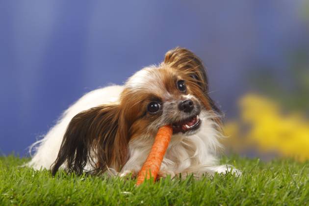 Papillon, Schmetterlingshündchen, Kontinentaler Zwergspaniel, Möhre, Karotte Copyright: imageBROKER/P.xWegner iblwep05534842