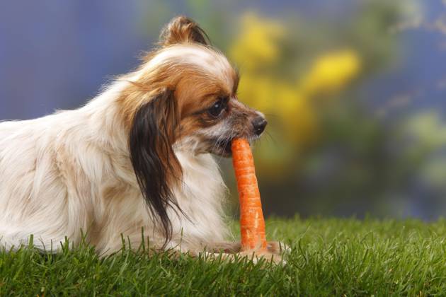 Papillon, Schmetterlingshündchen, Kontinentaler Zwergspaniel, Möhre, Karotte, seitlich Copyright: imageBROKER/P.xWegner iblwep05534843