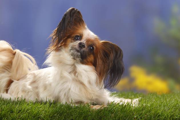 Papillon, Schmetterlingshündchen, Kontinentaler Zwergspaniel Copyright: imageBROKER/P.xWegner iblwep05534885