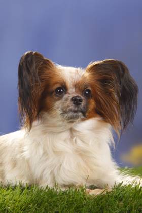 Papillon, Schmetterlingshündchen, Kontinentaler Zwergspaniel Copyright: imageBROKER/P.xWegner iblwep05534886