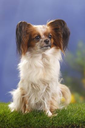 Papillon, Schmetterlingshündchen, Kontinentaler Zwergspaniel Copyright: imageBROKER/P.xWegner iblwep05534887