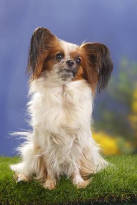 Papillon, Schmetterlingshündchen, Kontinentaler Zwergspaniel Copyright: imageBROKER/P.xWegner iblwep05534888