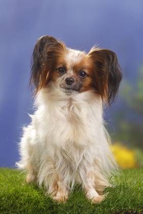 Papillon, Schmetterlingshündchen, Kontinentaler Zwergspaniel Copyright: imageBROKER/P.xWegner iblwep05534889