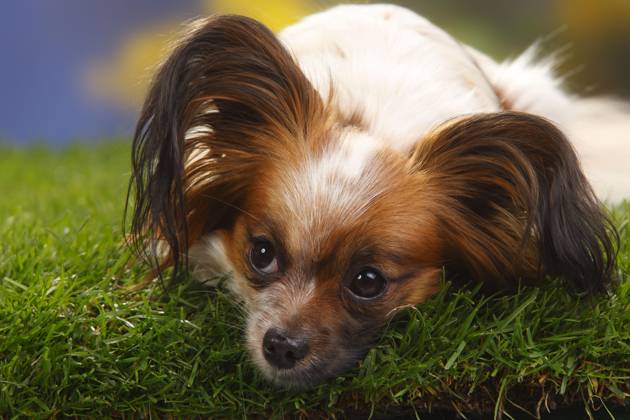 Papillon, Schmetterlingshündchen, Kontinentaler Zwergspaniel Copyright: imageBROKER/P.xWegner iblwep05534946