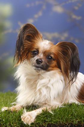 Papillon, Schmetterlingshündchen, Kontinentaler Zwergspaniel Copyright: imageBROKER/P.xWegner iblwep05534947