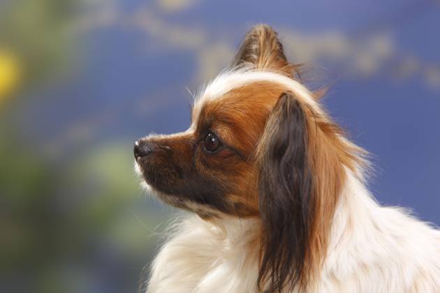 Papillon, Schmetterlingshündchen, Kontinentaler Zwergspaniel, seitlich, Profil Copyright: imageBROKER/P.xWegner iblwep05534948
