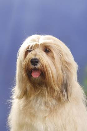 Tibetischer Terrier Copyright: imageBROKER/P.xWegner iblwep05535039
