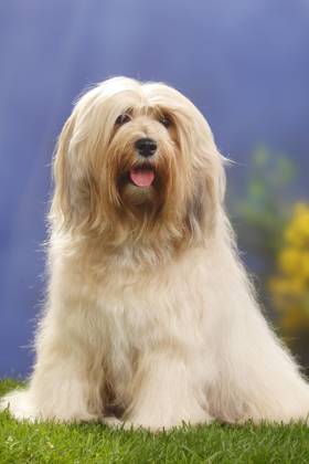 Tibetischer Terrier Copyright: imageBROKER/P.xWegner iblwep05535065