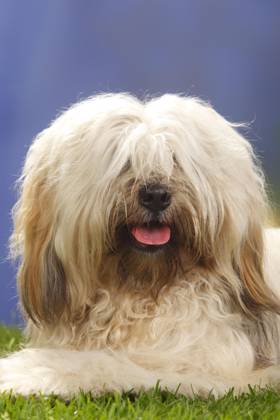 Tibetischer Terrier Copyright: imageBROKER/P.xWegner iblwep05535066