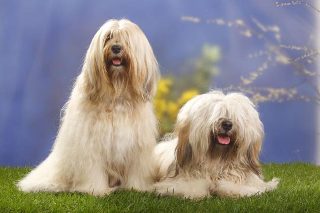 Paar, Tibetterrier Copyright: imageBROKER/P.xWegner iblwep05535095
