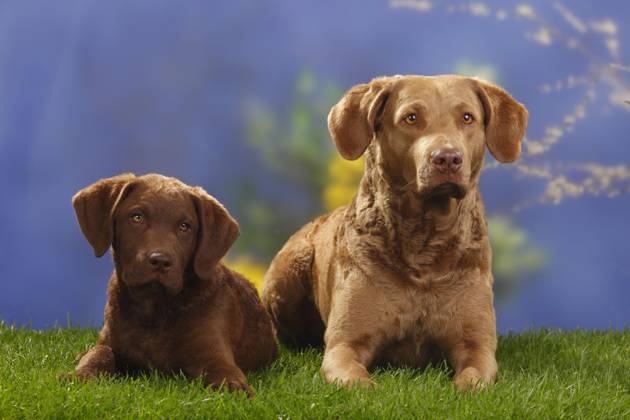 Chesapeake Bay Retriever mit Welpe, 14 Wochen Copyright: imageBROKER/P.xWegner iblwep05535225