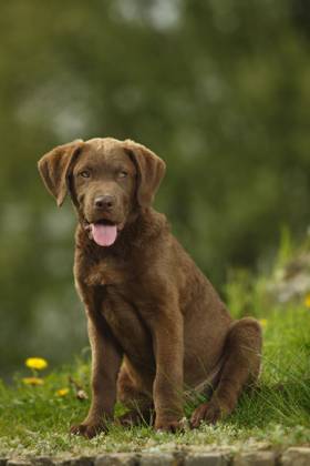 Chesapeake Bay Retriever, Welpe, 14 Wochen Copyright: imageBROKER/P.xWegner iblwep05535288