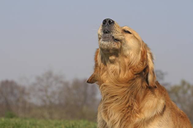 Golden Retriever Porträt, Kopfaufnahme. Golden Retriever bellt. Im Hintergrund blaür Himmel Copyright: imageBROKER/BA-Geduldig ibxege06794633