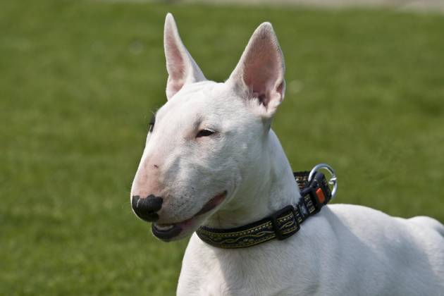 Miniature Bullterrier, Porträt, Kopfaufnahme Copyright: imageBROKER/BA-Geduldig ibxege06794909