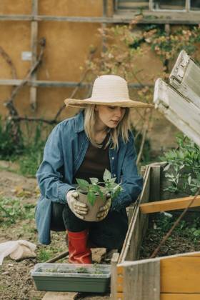 Woman planting vegetable seedling in cold frame at garden model released, Symbolfoto property released, VSNF00884