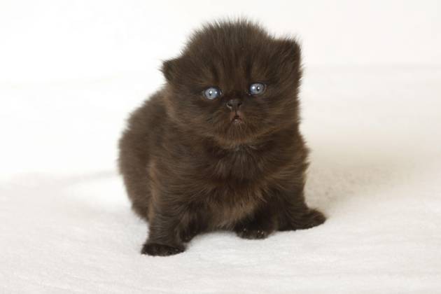 Britische Langhaarkatze, Kätzchen, 3 Wochen, Highlander, Lowlander, Britanica, BLH, freistellbar Copyright: imageBROKER/P.xWegner iblwep05506456