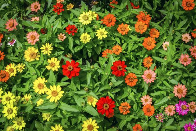 Zinnien (Zinnia), Allgäu, Bayern, Deutschland, Europa Copyright: imageBROKER/ManfredxBail iblabc09378122.jpg