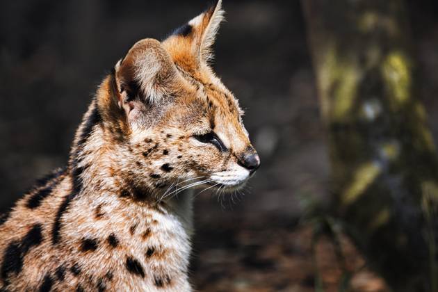 Serval (Leptailurus serval), Portrait, ZOOM Erlebniswelt Gelsenkirchen, Ruhrgebiet, Deutschland, Europa Copyright: imageBROKER/AngelaxtoxRoxel iblato09381968