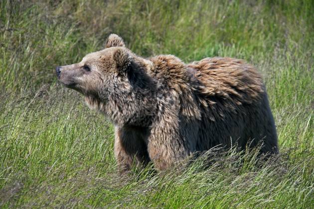 Europäischer Braunbär (Ursus arctos), Porträt im Grasland, Schweden, Europa Copyright: imageBROKER/alimdix/xArterra ibltsm09376461