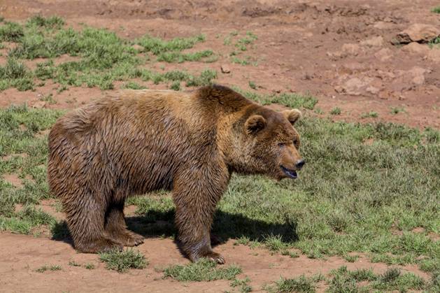 Porträt eines eurasischen Braunbären (Ursus arctos arctos), Naturpark Cabarceno, Penagos, Kantabrien, Spanien, Europa Copyright: imageBROKER/alimdix/xArterra ibltsm09376628