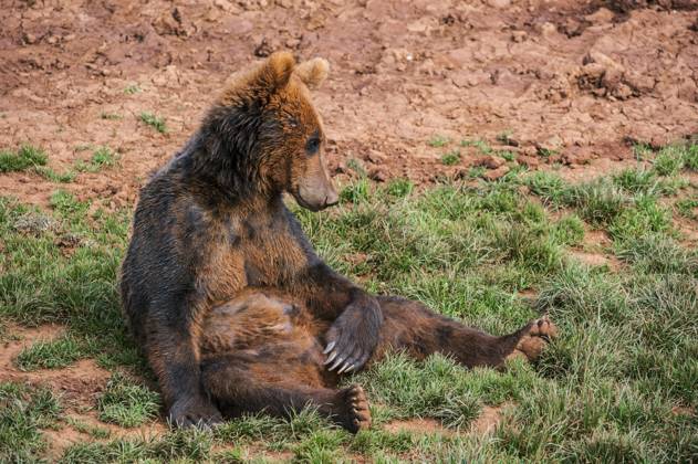 Porträt eines auf dem Boden sitzenden eurasischen Braunbären (Ursus arctos arctos) Copyright: imageBROKER/alimdix/xArterra ibltsm09376651