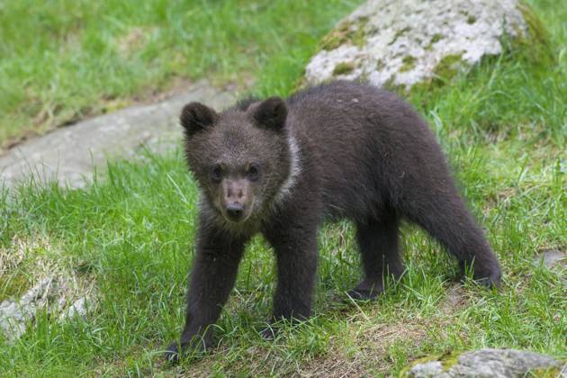 Braunbär (Ursus arctos) Junges Porträt Copyright: imageBROKER/alimdix/xArterra ibltsm09376688