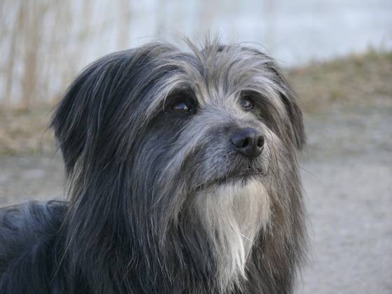 Hund, Berger de Pyren, Kopf-Porträt Copyright: imageBROKER/ErichxGeduldig ibxege06838461