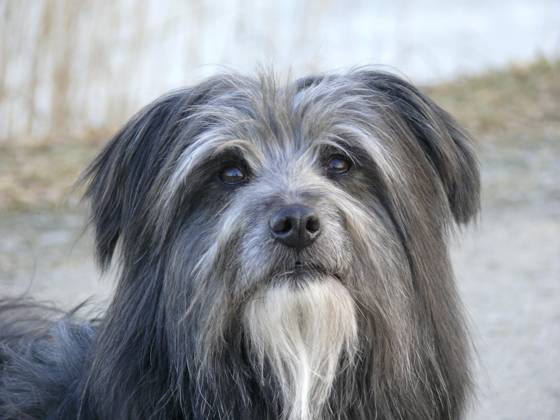 Hund, Berger de Pyren, Kopf-Porträt Copyright: imageBROKER/ErichxGeduldig ibxege06838462