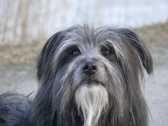 Hund, Berger de Pyren, Kopf-Porträt Copyright: imageBROKER/ErichxGeduldig ibxege06838463