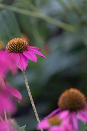 Coneflowers (Echinacea) with pink petals in full bloom in front of green leaves in the blurred background *** Coneflowers Echinacea mit Rosa Blütenblätter ÊIn voll blühen ÊIn vorne des Grün verlässt ÊIn der unscharf Hintergrund 18892198 RECORD DATE NOT STATED