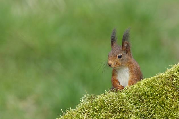 Eichhörnchen (Sciurus vulgaris), schaut hinter einer Baumwurzel hervor, Tierportrait, Wildlife, Nordrhein-Westfalen, Deutschland, Europa Copyright: imageBROKER/BurkhardxSauskojus ibxbsa09330773