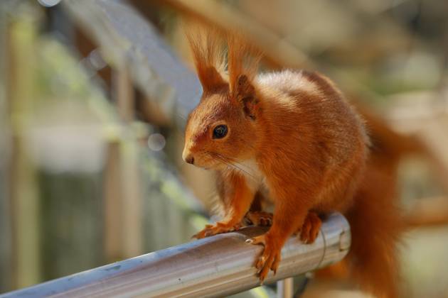Eichhörnchen (Sciurus vulgaris), sitzt auf Balkongeländer, Tierportrait, Nordrhein-Westfalen, Deutschland, Europa Copyright: imageBROKER/BurkhardxSauskojus ibxbsa09330780