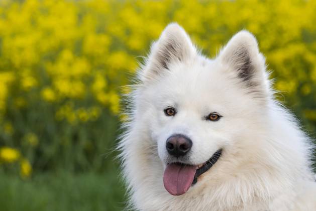 Porträt eines weißen Samojeden Hundes. Gelbe Blumen im Hintergrund Copyright: imageBROKER/SusannexFritzsche ibxsuf09391642