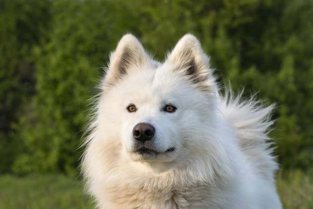Porträt eines weißen Samojeden Hundes. Grüner Natur Hintergrund Copyright: imageBROKER/SusannexFritzsche ibxsuf09391643