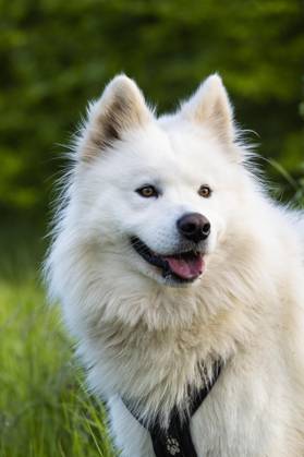 Porträt eines weißen Samojeden Hundes. Grüner Natur Hintergrund Copyright: imageBROKER/SusannexFritzsche ibxsuf09391646