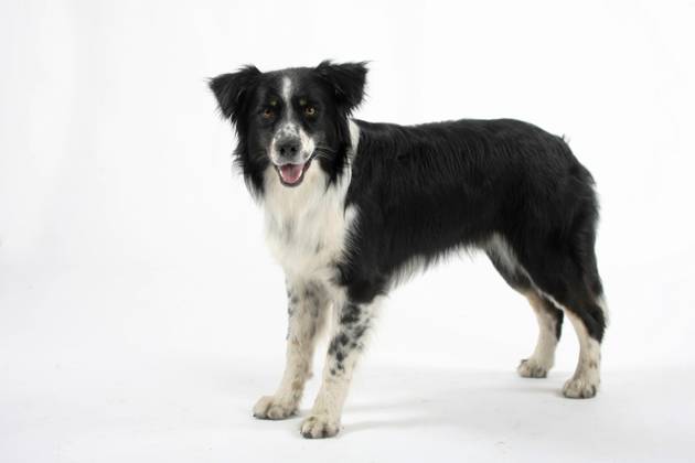 Australian Shepherd Copyright: imageBROKER/P.xWegner ibxwep05381324