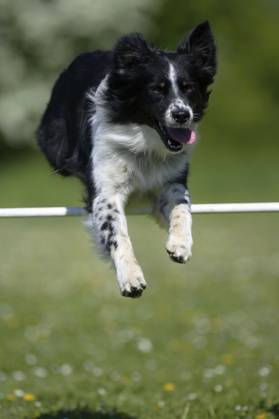 Australian Shepherd Copyright: imageBROKER/P.xWegner ibxwep05381326