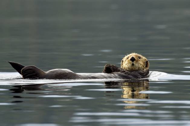 Ein Seeotter (Enhydra lutris) treibt auf dem Rücken liegend auf der Wasseroberfläche, Prince William Sound, Alaska, USA, Nordamerika Copyright: imageBROKER ThomasxSbampato ibltps09402304.jpg