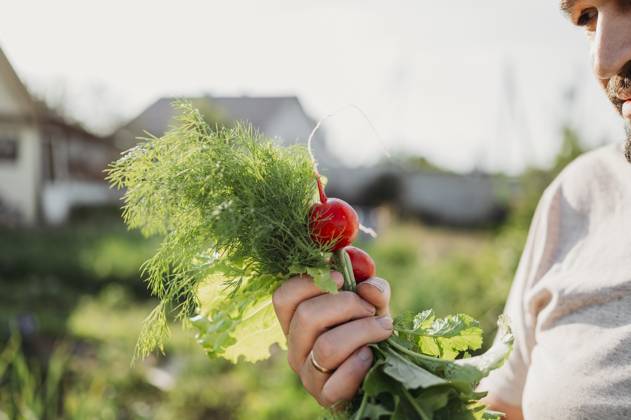IMAGO Creative, Sommer, Food, Radieschen Farmer holding radish and dill in field model released, Symbolfoto property released, ANAF01563