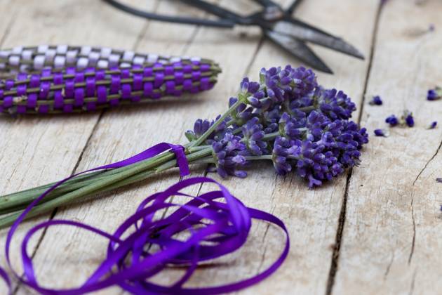 Lavendel, Schmalblaettriger Lavendel, Echter Lavendel (Lavandula angustifolia, Lavandula officinalis), Lavendelstaebe, frischer Lavendel mit Satinband umweben als Duftstaebe fuer den Waescheschrank English lavender (Lavandula angustifolia, Lavandula officinalis), lavender sticks, fresh lavender wrapped with satin ribbon for linen cupboard BLWS688373