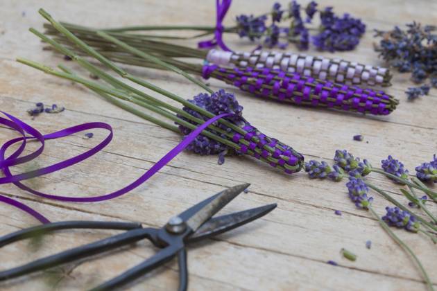 Lavendel, Schmalblaettriger Lavendel, Echter Lavendel (Lavandula angustifolia, Lavandula officinalis), Lavendelstaebe, frischer Lavendel mit Satinband umweben als Duftstaebe fuer den Waescheschrank English lavender (Lavandula angustifolia, Lavandula officinalis), lavender sticks, fresh lavender wrapped with satin ribbon for linen cupboard BLWS688377
