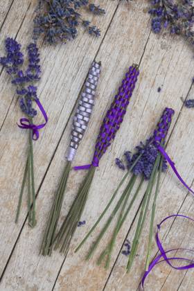 Lavendel, Schmalblaettriger Lavendel, Echter Lavendel (Lavandula angustifolia, Lavandula officinalis), Lavendelstaebe, frischer Lavendel mit Satinband umweben als Duftstaebe fuer den Waescheschrank English lavender (Lavandula angustifolia, Lavandula officinalis), lavender sticks, fresh lavender wrapped with satin ribbon for linen cupboard BLWS688374