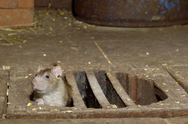 Wanderratte (Rattus norvegicus) Copyright: imageBROKER/M.xDelpho ibldma05359771