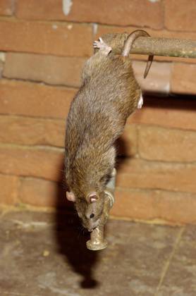 Wanderratte (Rattus norvegicus) Copyright: imageBROKER/M.xDelpho ibldma05359774