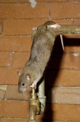 Wanderratte (Rattus norvegicus) Copyright: imageBROKER/M.xDelpho ibldma05359777